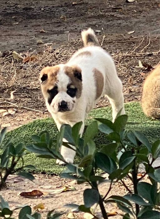 Alabay toza zot алабай 35 дней