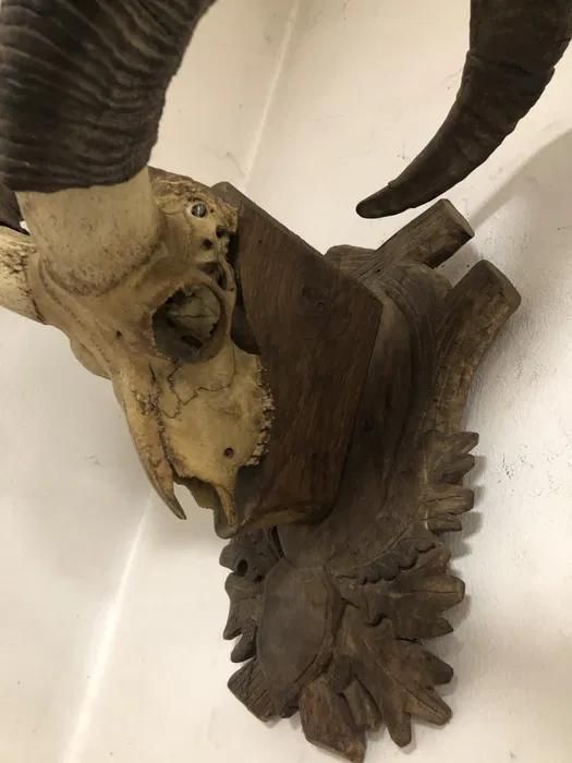 Trofeu coarne de muflon -A-