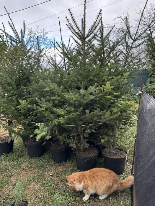 Brad la ghiveci, brazi argintii