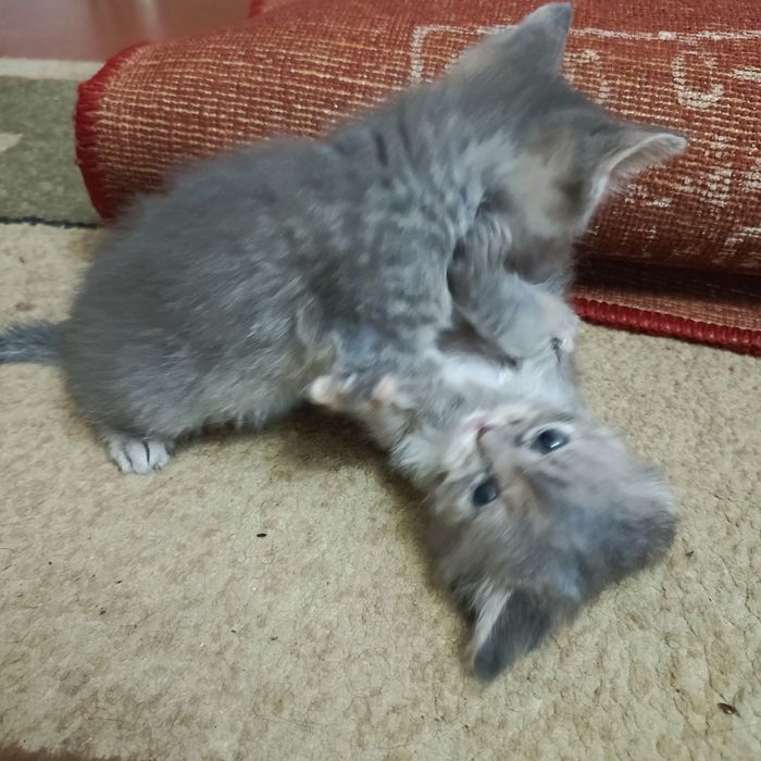 Ищем дом для подкидышей