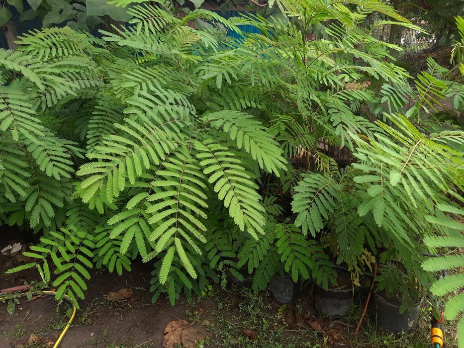 Arbori de mătase ghiveci