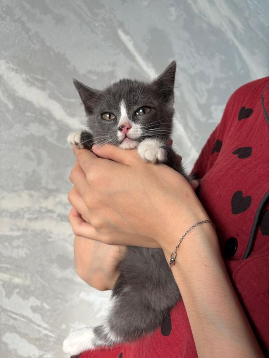 Котёнок мальчик 2 месяца