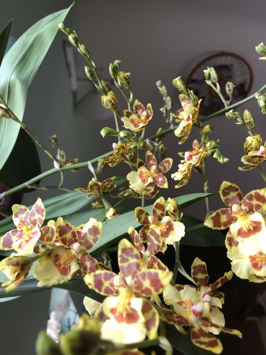 Orhidee Cymbidium superbe