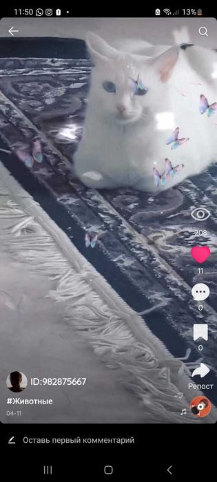 Отдам кошку белая голубоглазая