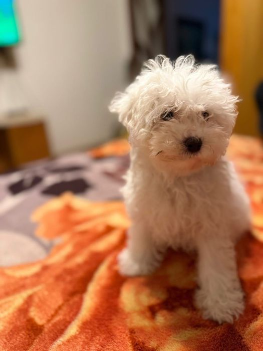 Vand Catel Bichon