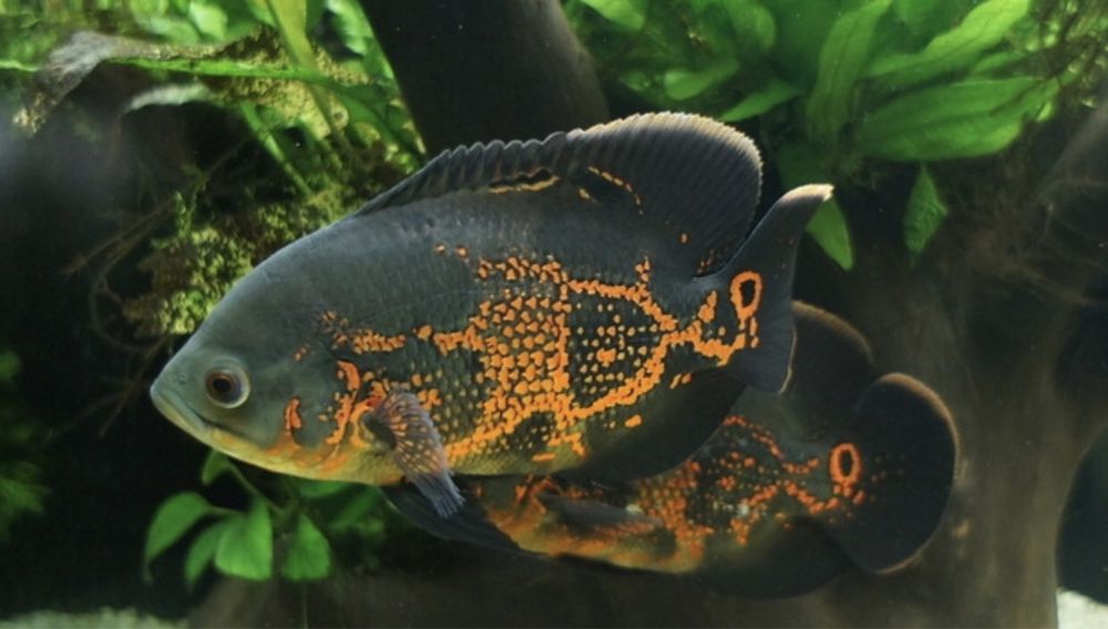 Продаю астранатус