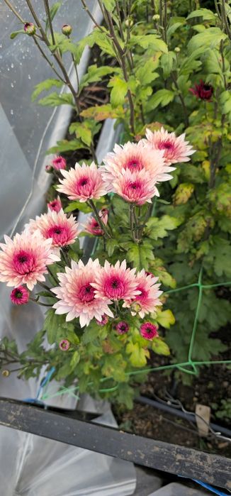 Vand crizanteme zembla