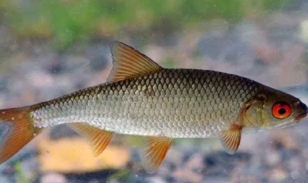 Живчик для хищной рыбы, живец