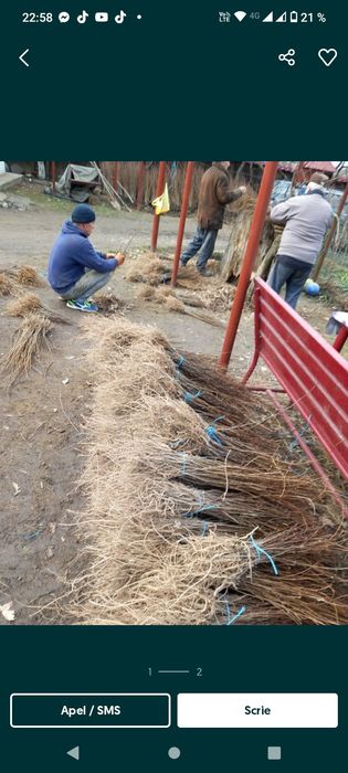 Doriti sa impaduriti cu puieti de salcam proaspăt recoltati