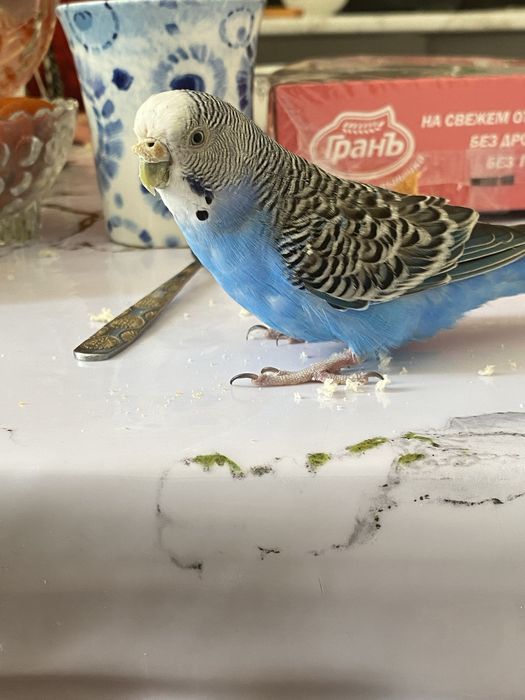 Продаю 2 попугая с клеткой