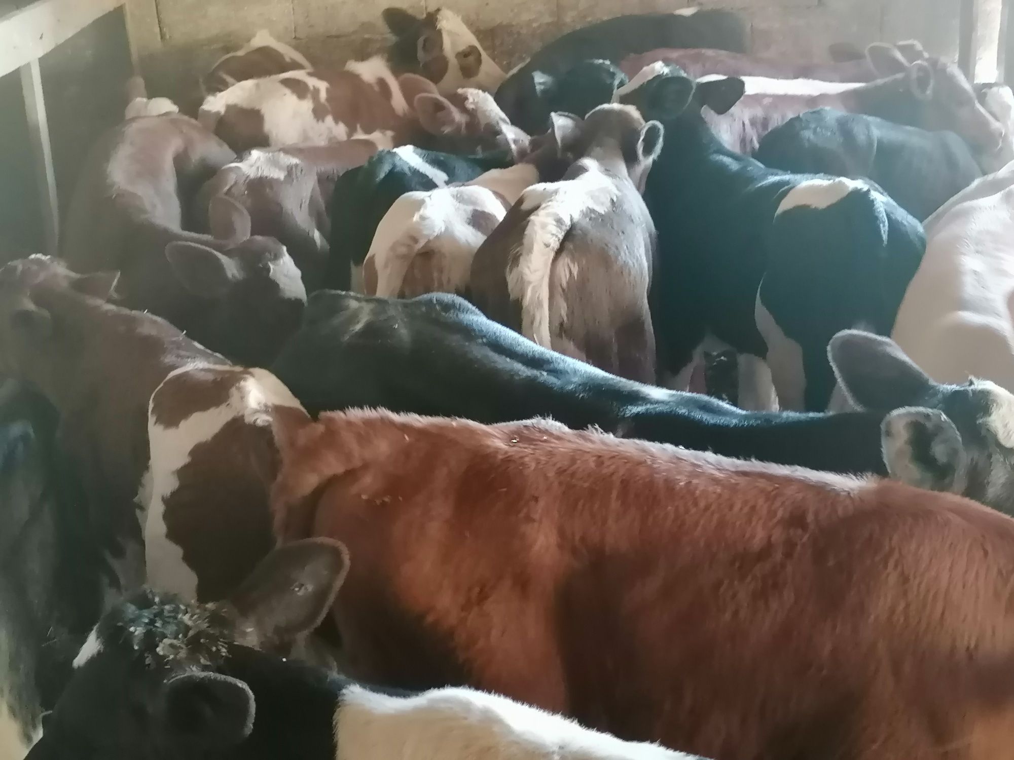 Vînd 25 buc viței sugari