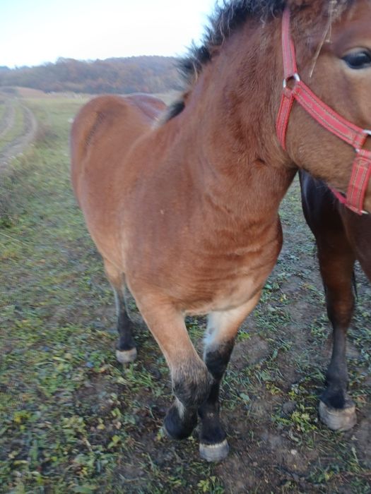 Vând manza de 6 luni