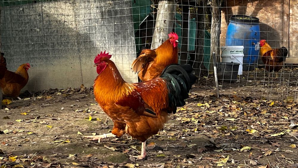 New Hampshire oua de incubat