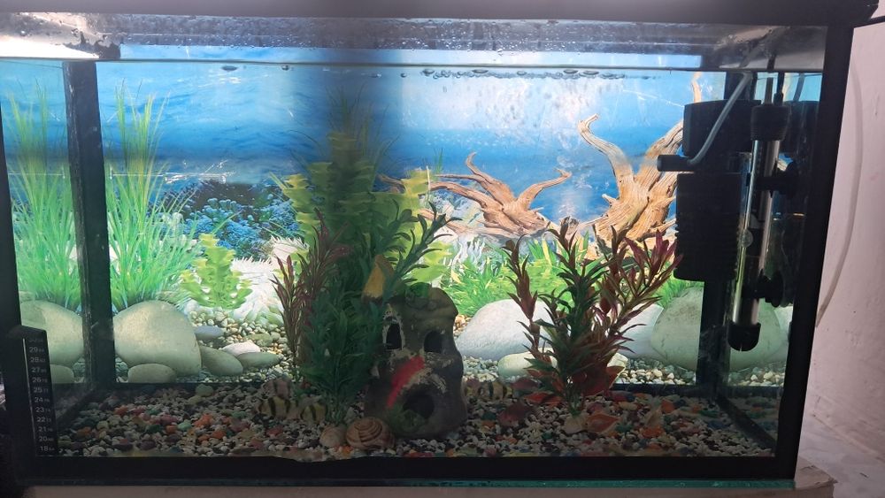 Баликлар ва аквариум,иситгич,филтр ичидаги декоративни нарсалари билан