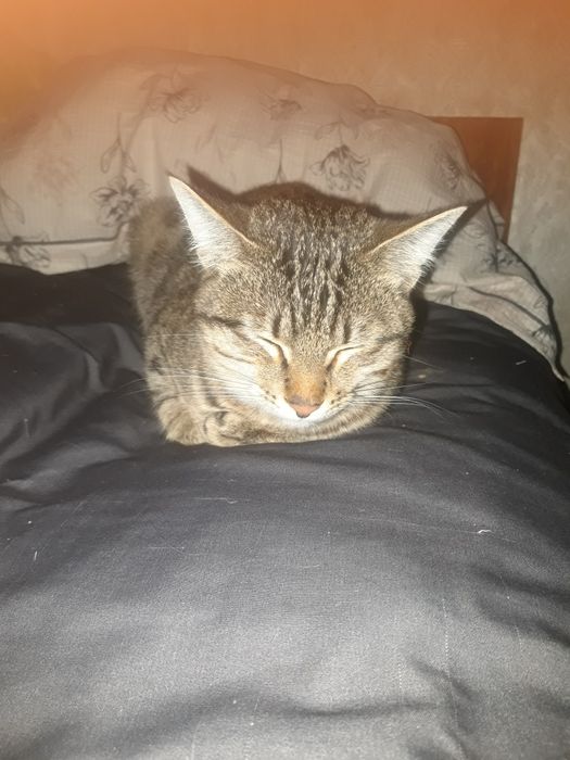 Кот мальчик 3 месяца