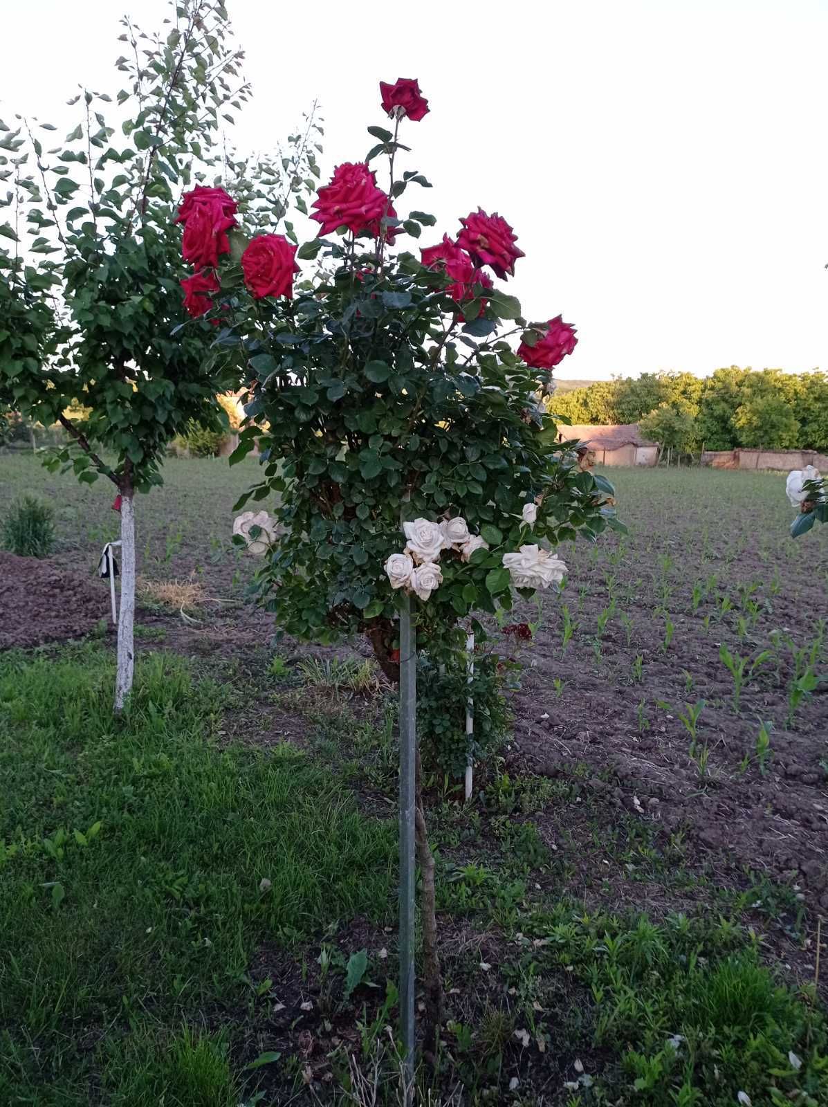 Щамбови рози, цветово разнообразие.