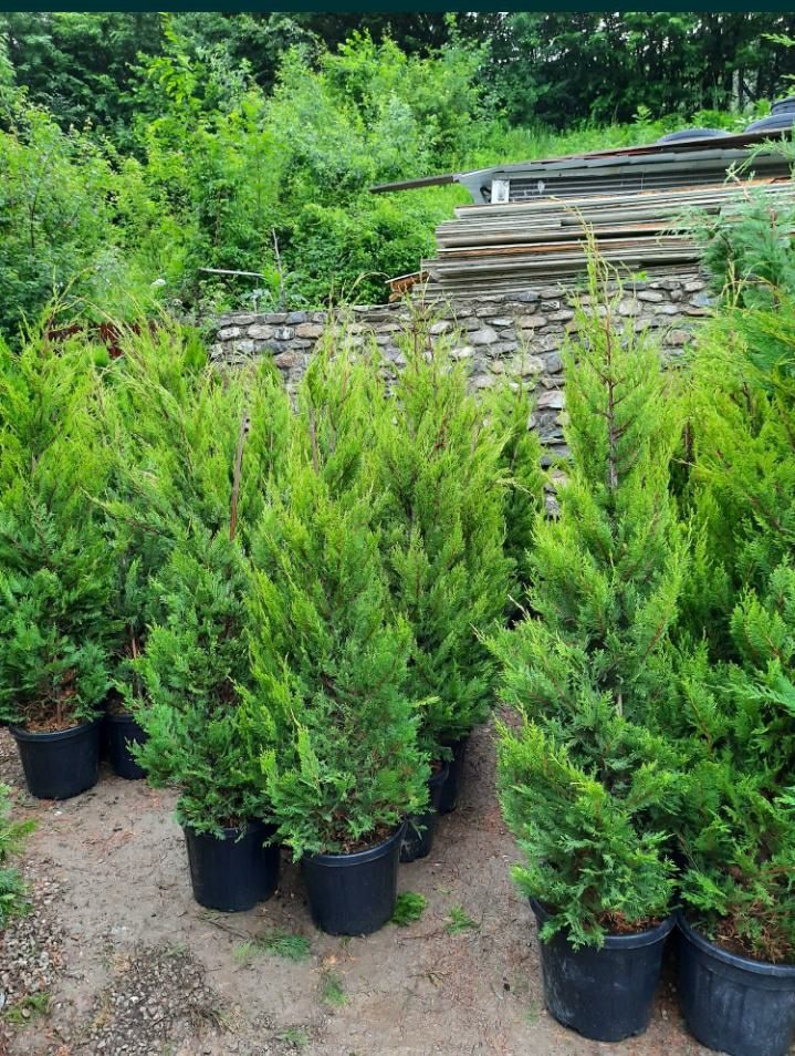 Leylandii chipaross între  1 & 3,50 H