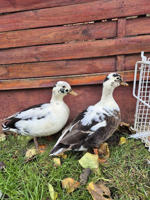 Rate pitice olandeze