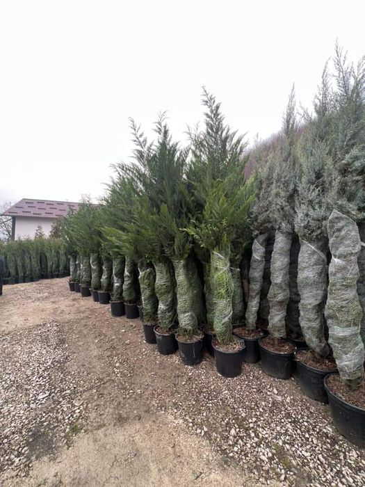 Leilandi chiparos calitatea extra