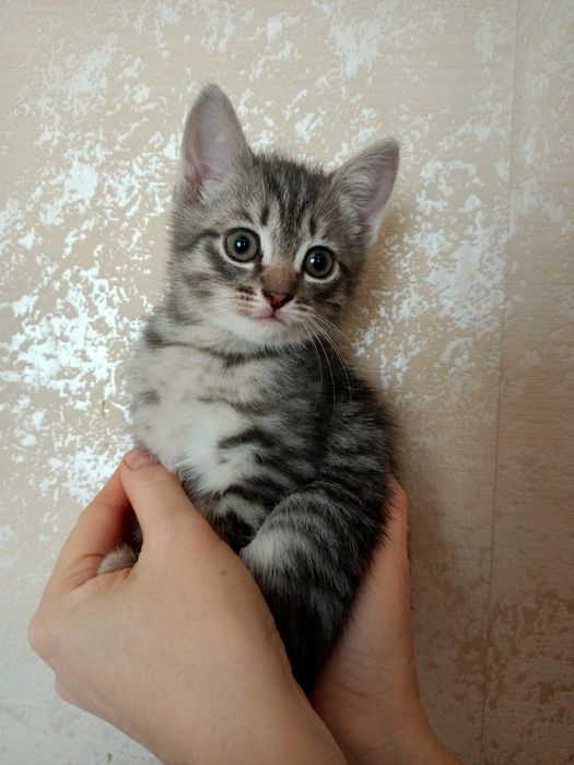 Отдам 1,5 месячных котят