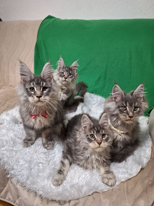 Котенца Мейн Куун