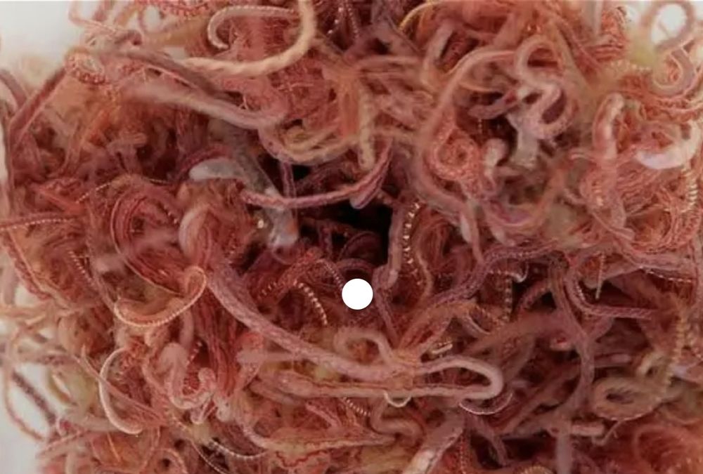 Аквариумные рыбки и живой корм