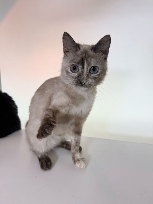 Кошечка ищет семью. Стерилизована