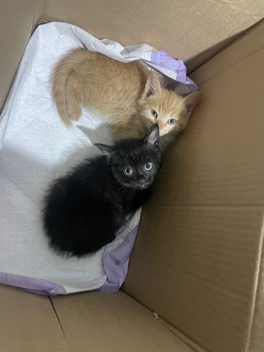 Срочно котята ищут семью