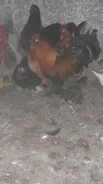 Vând cocoși pitici