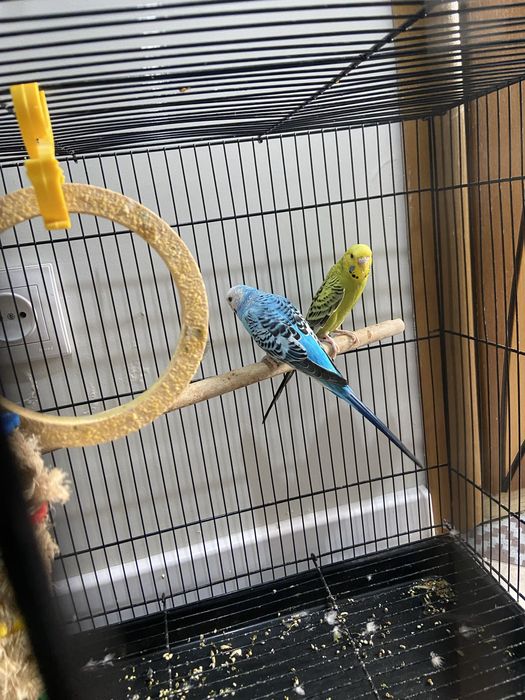 Волнистый попугай