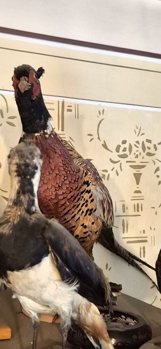 Vând fazani împãiați