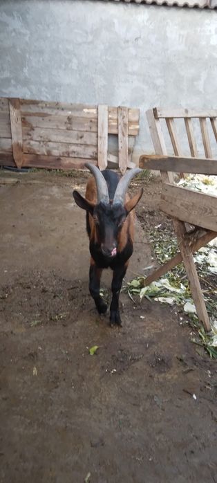 Vand  tap  alpin de rasa   pura