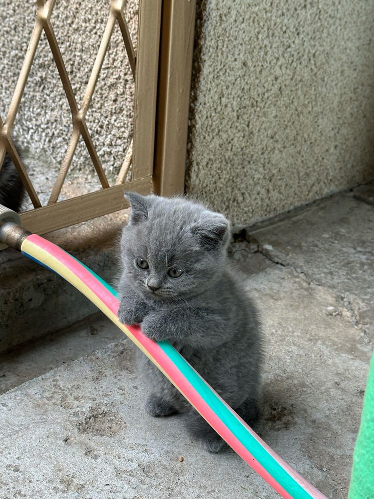 Британский котенок