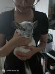 Chinchilla matura