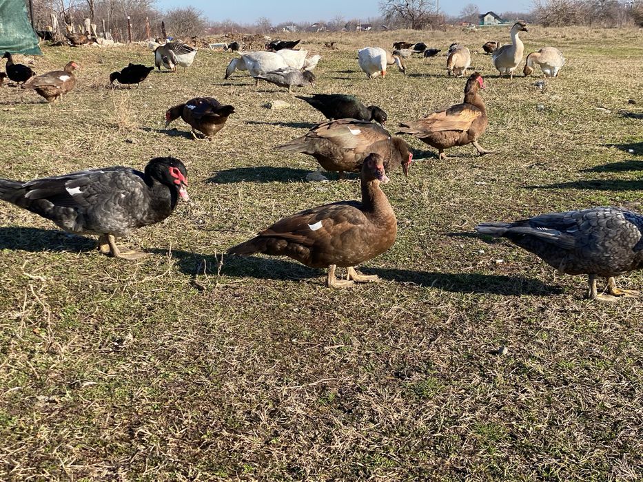 Rate lesesti/mute ciocolatii albastre sidef si negru