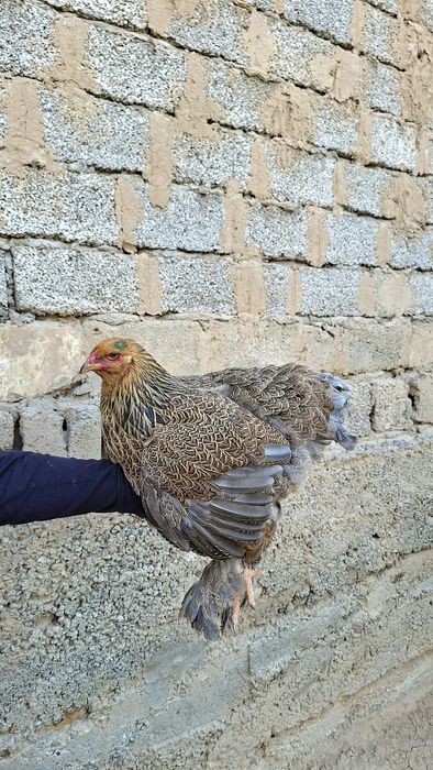 Galuboy kuropat brama makiyon sotiladi