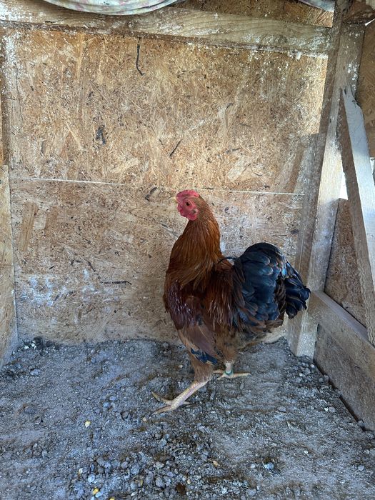 Wyandotte Pitic Maroniu cu benzi