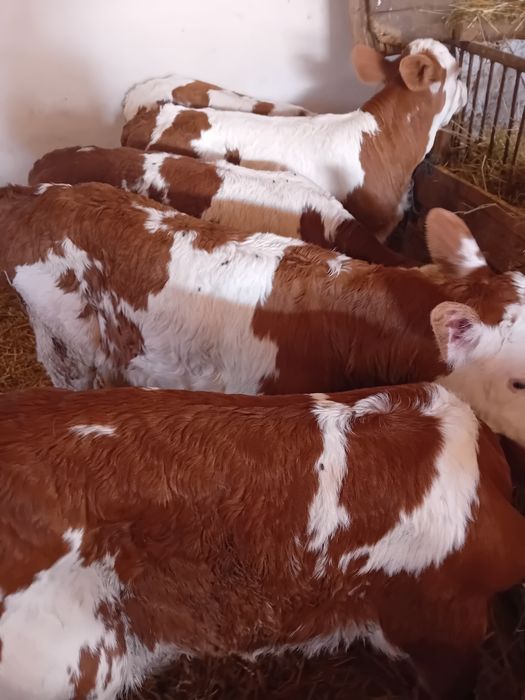 Taurasi și vitele baltate