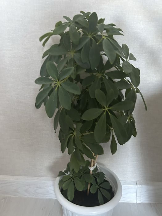 Продам комнатные цветы