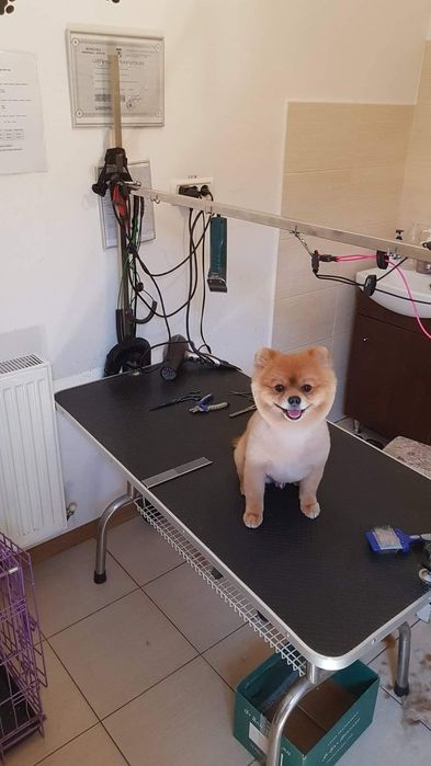 Tuns caini - coafor canin