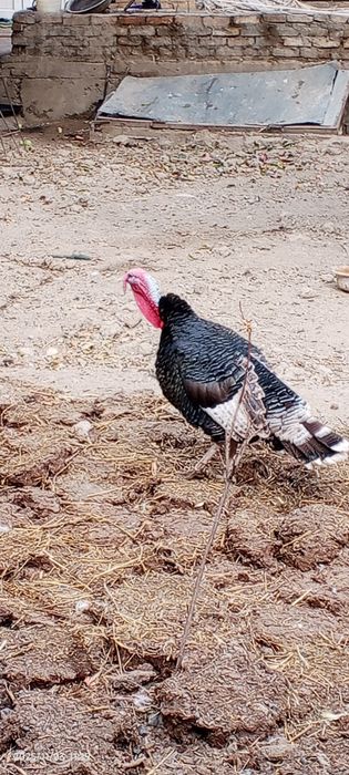 Induk sotiladi juda katta