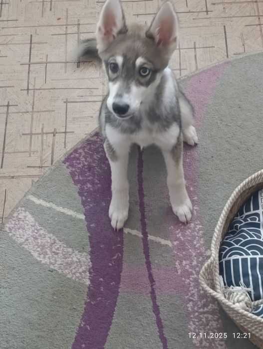 Продается сибирская хаски