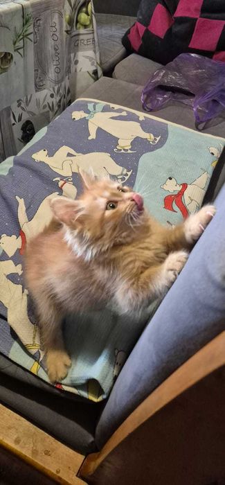 Котёнок по кличке Симба ищет любящую семью.