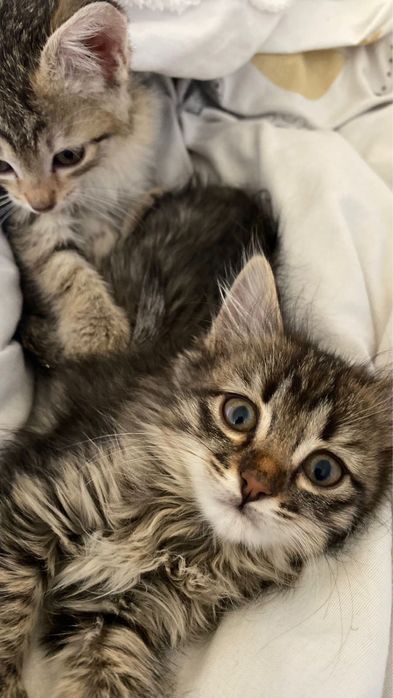 Екі әдемі егіз марғау сатылад