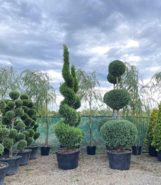 Rulouri de gazon Plante ornamentale