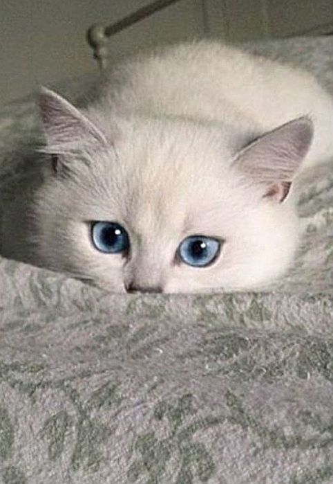 Британская короткошерстная