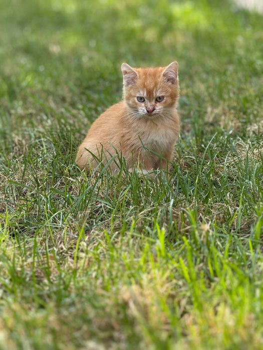 Шотландский страйт котенок продается