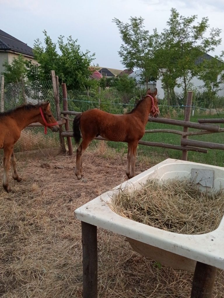 De vânzare mânji