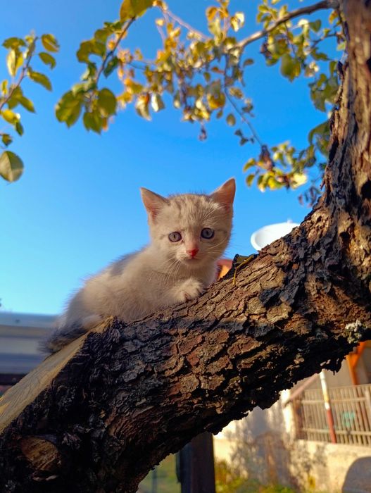 Отдам котенка срочно бесплатно даром