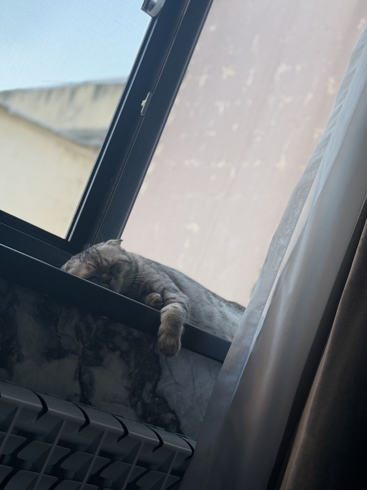 кошка Лара продается